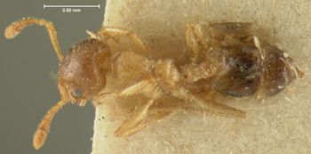 Media type: image; Entomology 29385   Aspect: habitus dorsal view